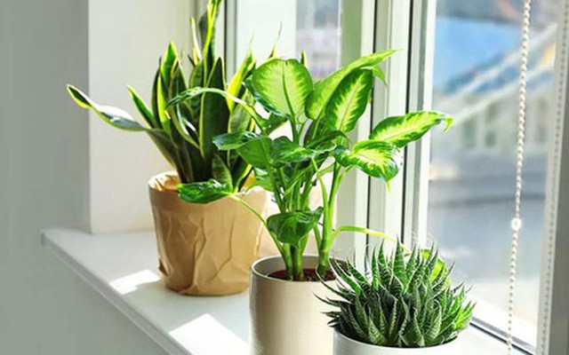 3 loại cây nên trồng vào tháng 3, tài lộc dễ tìm đến