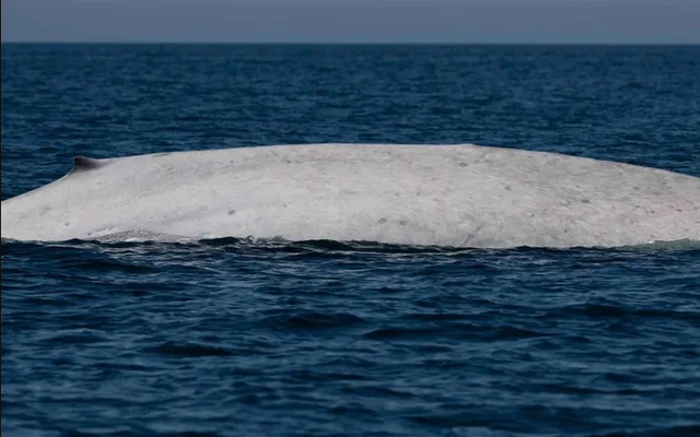 Ngư dân tưởng nhìn nhầm khi thấy sinh vật trắng toát giữa biển, chuyên gia xác nhận: Tỷ lệ chỉ 0,0025%