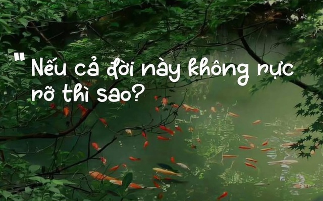 Vì sao câu nói 'Nếu cả đời này không rực rỡ thì sao?' gây sốt mạng?