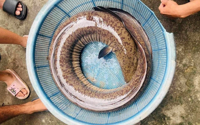 "Quái ngư" sông Trà Khúc dính câu ngư dân, sở hữu trọng lượng khủng hiếm có