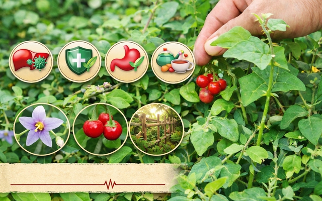 Cà gai leo có tác dụng gì?