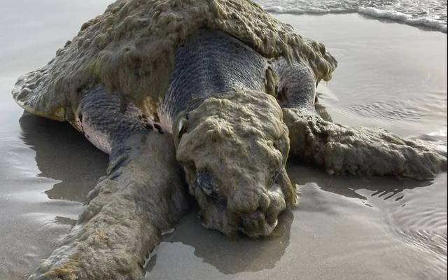 Cứu hộ tưởng nhìn nhầm khi thấy sinh vật đầy "lông" ở bờ biển, chuyên gia xác nhận: Chỉ còn 23.000 cá thể!