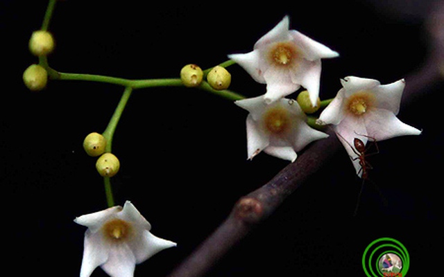 Loài cây cực hiếm chỉ Việt Nam có, đứng trước nguy cơ biến mất: Các nhà khoa học phải giải mã ADN