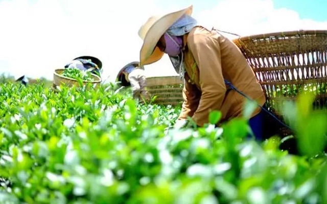 Xuất khẩu nông sản Việt 'ngấm đòn' chiến sự Trung Đông