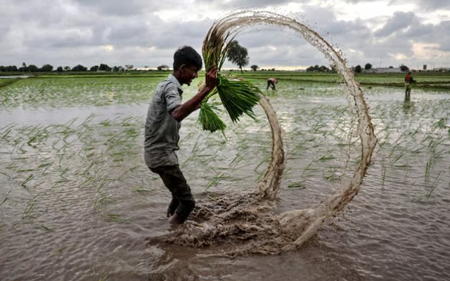 Buồn của quốc gia nhập khẩu 2 triệu tấn gạo: Gần 90 nhà máy xay xát phải đóng cửa, chuyện gì đang xảy ra?