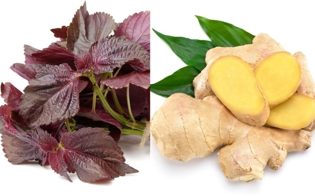 Bài thuốc từ lá tía tô nấu với gừng ai cũng cần biết