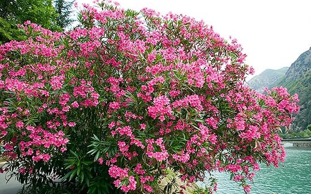 Ông bà dặn: Tuy rất đẹp nhưng đừng dại mà trồng 3 loài cây này trong nhà, vừa xui rủi, vừa ảnh hưởng sức khỏe