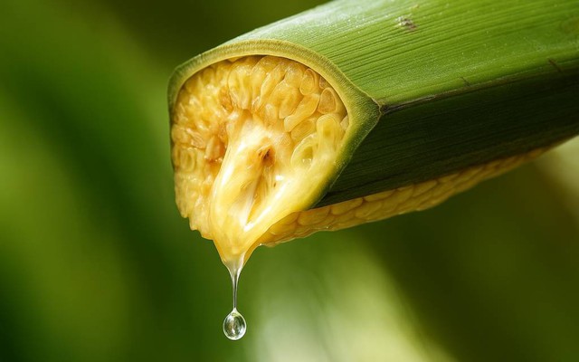 Vợ chồng Thạc sĩ bỏ phố về quê lập nghiệp "mát-xa hoa dừa": Thu 30 tỷ/năm, xuất khẩu loạt nước lớn