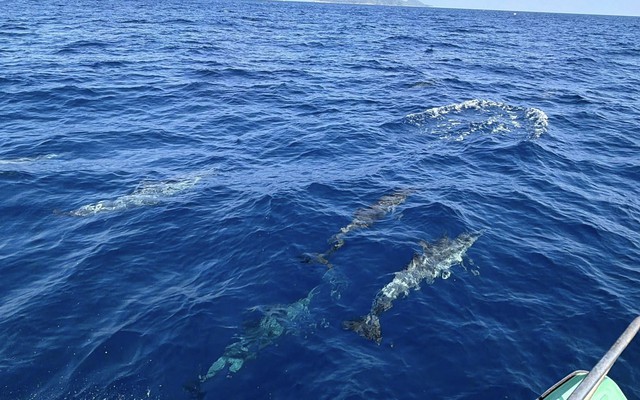 Tuần tra tưởng ảo giác khi thấy hơn 100 sinh vật trồi lên giữa biển, chuyên gia nói: Hiện tượng cực hiếm