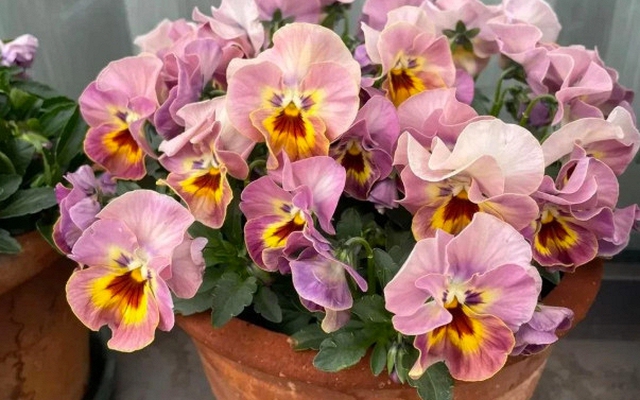 5 loài hoa nở 200 ngày mỗi năm, không biết mệt là gì: Đẹp hơn hoa hồng, thơm hơn mộc hương, chăm cực dễ