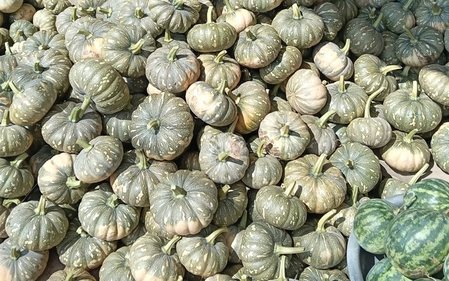 Hàng trăm tấn bí đỏ quá lứa chờ thu hoạch, Hội Nông dân Cà Mau kêu gọi giải cứu