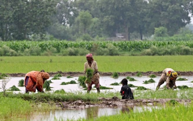 Quốc gia mua nhiều gạo Việt Nam nhất có động thái ‘lạ’