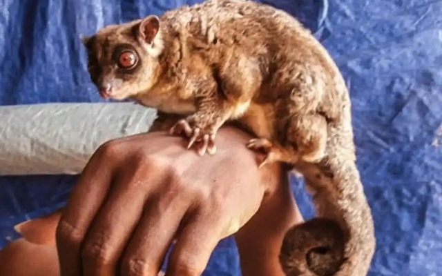 Phát hiện chấn động về hai loài thú có túi tại New Guinea vốn được cho là đã tuyệt chủng 6000 năm