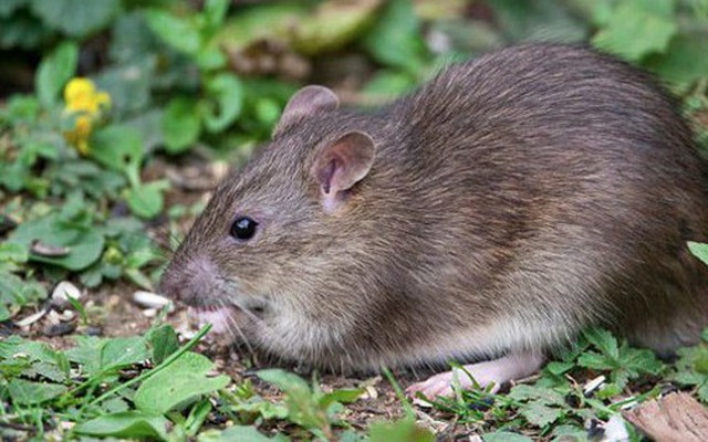 1 dấu hiệu cho thấy chuột đã lẻn vào vườn: Ai phải rất tinh mới nhận ra