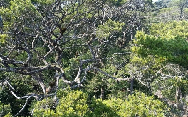 "Kho báu sống" quý hiếm cả thế giới chỉ Việt Nam có: Sống được nghìn năm nhưng đang bên bờ tuyệt chủng