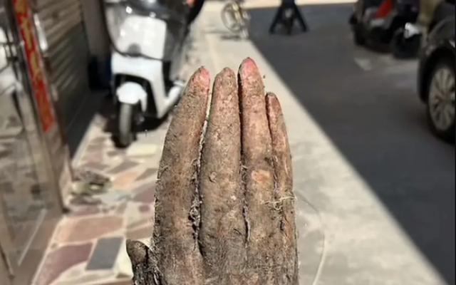 Đào được nguyên "bàn tay" trong vườn nhà, cụ ông hốt hoảng khi có người trả tới 28 triệu đồng để sở hữu