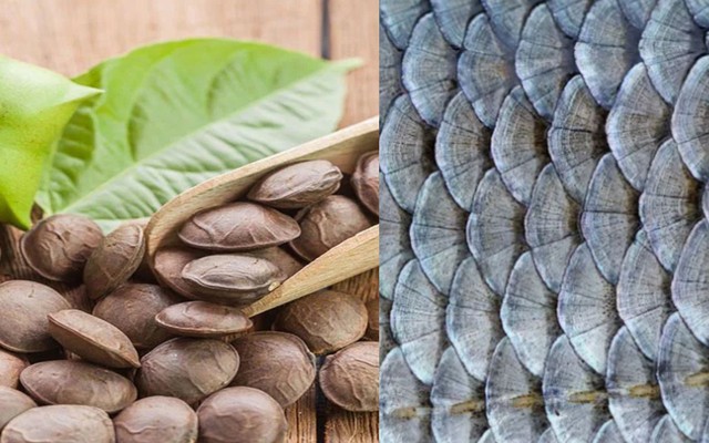 Từ vảy cá và hạt cây: Sáng chế độc quyền của nhà khoa học Việt khiến nhiều người kinh ngạc