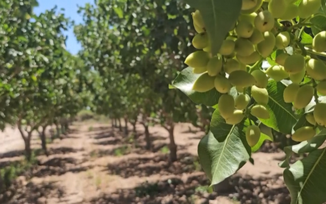 Đắt hơn sầu riêng, một loại nông sản của Việt Nam bất ngờ xuất khẩu bùng nổ ngay đầu năm