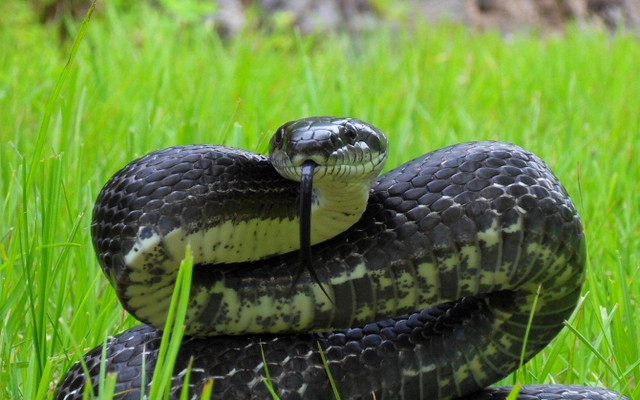 6 thứ rắn cực kỵ, chạm mặt là "quay xe"