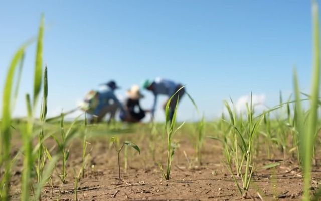 Mang một thứ sang Cuba, kỹ sư Việt khiến nông dân "không tin nổi"