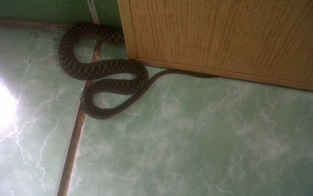 5 dấu hiệu cảnh báo rắn xuất hiện trong nhà, chớ vội mà bỏ qua