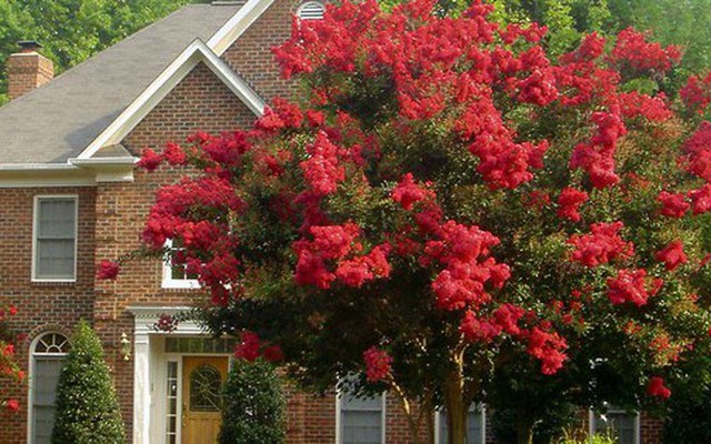 3 loại cây "hút" vượng khí nên trồng trước cổng nhà