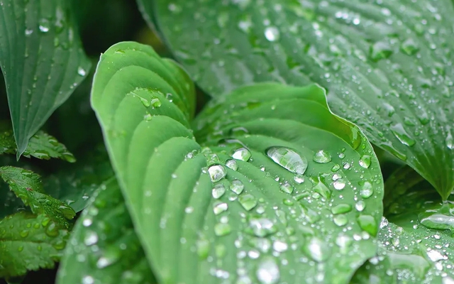 5 loại cây "dụ" muỗi đến nhà, nếu trồng nên chú ý