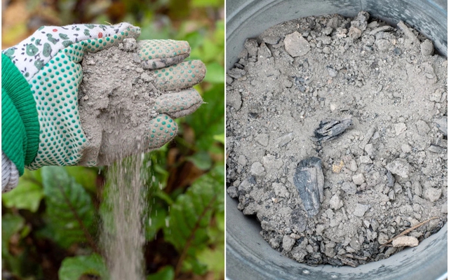 Mùa xuân rắc thứ này ra vườn, cây cối xanh tươi, sâu bệnh biến mất