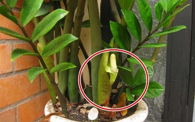 5 niềm vui, 4 nỗi lo khi trồng kim tiền trong nhà