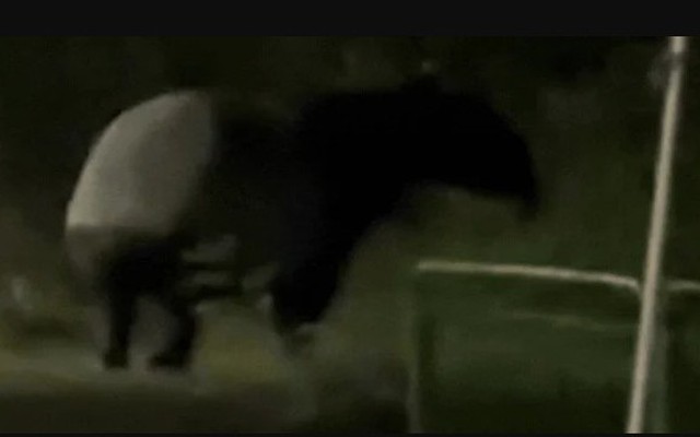 "Quái thú" có bước đi 'vang như tiếng vó ngựa' xuất hiện giữa phố, chuyên gia hé lộ: Chỉ còn 2.500 cá thể