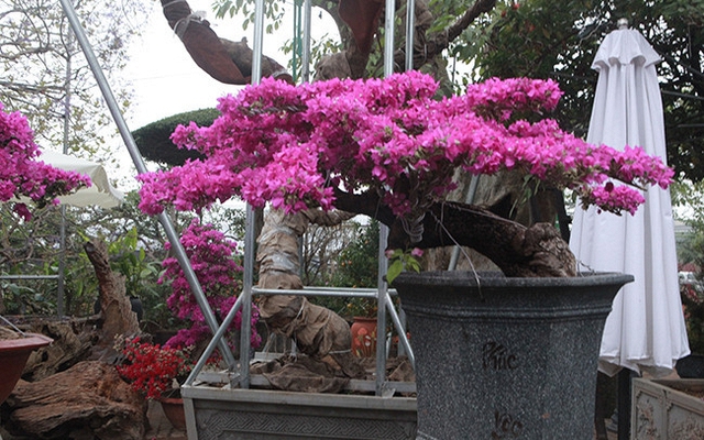 4 niềm vui, 3 nỗi sợ khi chơi hoa giấy