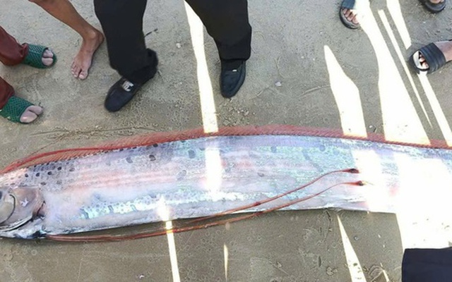 Cá Mái chèo dài gần 4 m dạt vào bờ biển ở Lâm Đồng, người hiếu kỳ vây quanh