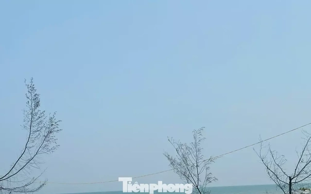 Cứu rừng phòng hộ ven biển sau bão