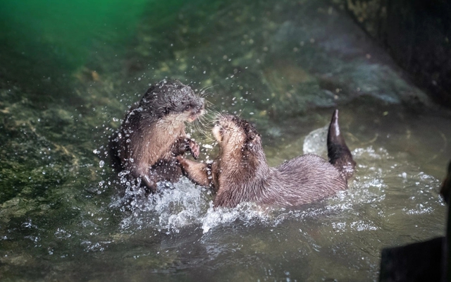 Bất ngờ trong VQG Chư Mom Ray: "Báu vật" quý hiếm lộ diện, được pháp luật Việt Nam bảo vệ mức cao nhất