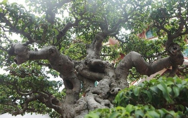 3 loài cây quen thuộc dễ trồng nhưng ông bà tuyệt đối cấm để phòng khách: Khôn ngoan thì luôn ghi nhớ