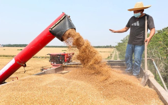 Phát minh của Trung Quốc làm rung chuyển ngành lương thực: Tạo ra mô hình ruộng lúa tái sinh không cần gieo trồng lại, năng suất 18 tấn/ha