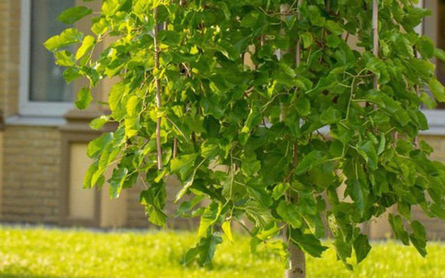 3 loại cây “hao tài tán lộc”, không nên trồng trong sân nhà