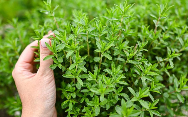 8 loại cây muỗi rất "sợ"