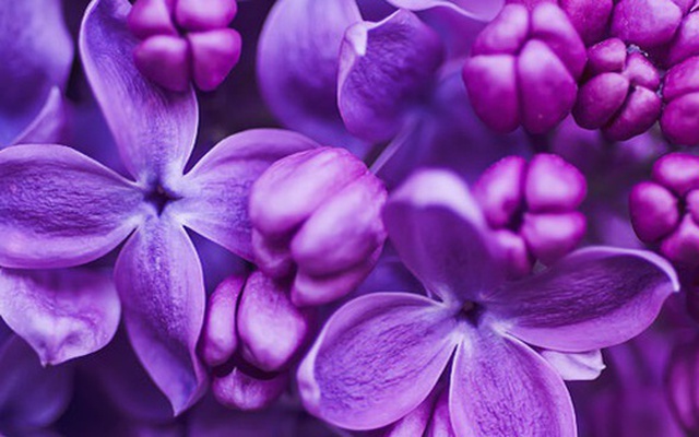 10 loài hoa thơm say mũi: Mùi hương độc nhất thế giới, đến thợ điều chế nước hoa cũng không thể bắt chước