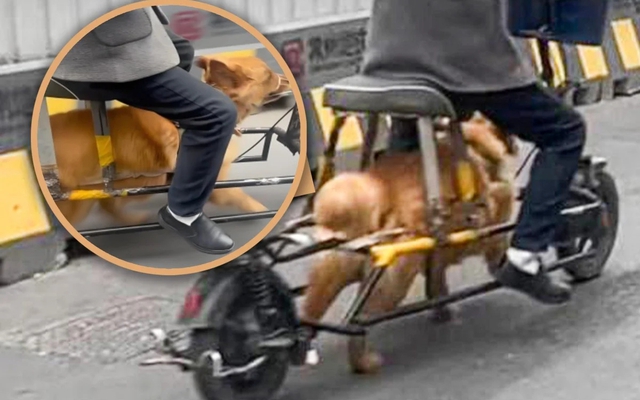 Cảnh người đàn ông quất roi bắt chó kéo xe chở mình khiến dân mạng phẫn nộ