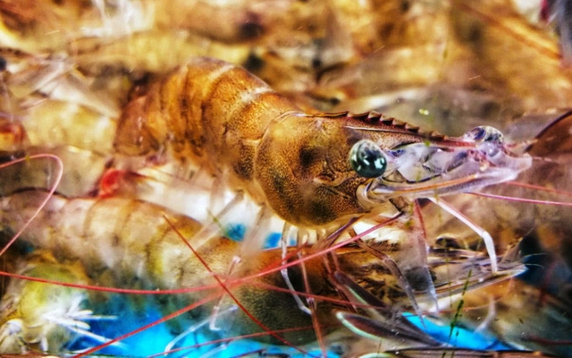 Khi mua tôm, hãy cố gắng tránh 4 loại này để không mua phải "tôm đã qua xử lý hormone"