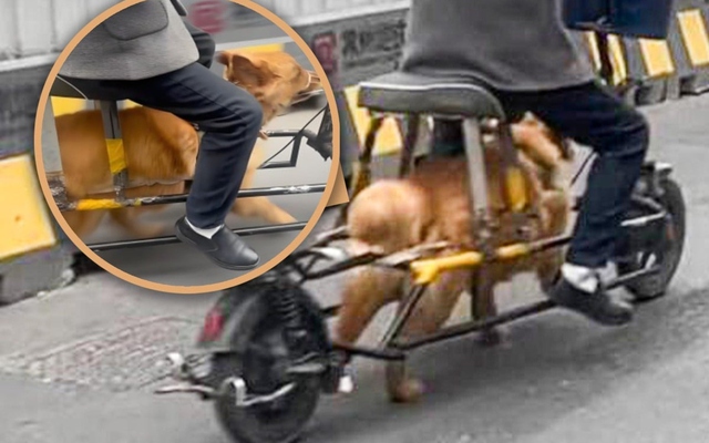 Người đàn ông Trung Quốc biến thú cưng thành “động cơ sống”, cảnh tượng trên đường khiến mạng xã hội phẫn nộ