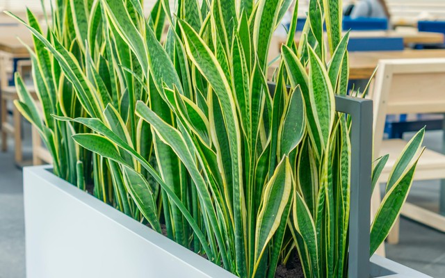 Cây trồng trong nhà "rất thích" được bón thứ này vào mùa xuân - không phải cà phê