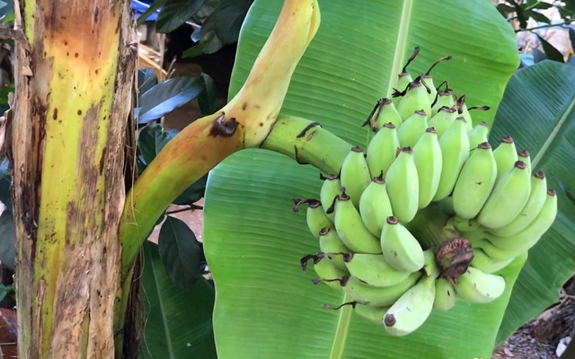 Án mạng từ buồng chuối bị chặt ở Hưng Yên