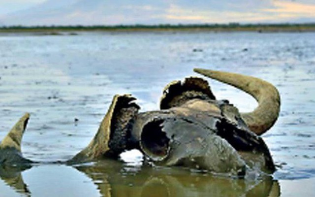 Bí ẩn hồ nước biến mọi sinh vật thành tượng đá ngay khi chạm vào