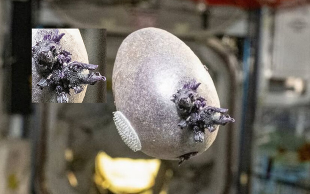 Phi hành gia NASA công bố bức ảnh “trứng người ngoài hành tinh” với xúc tu kỳ dị, nhiều người lo ngại