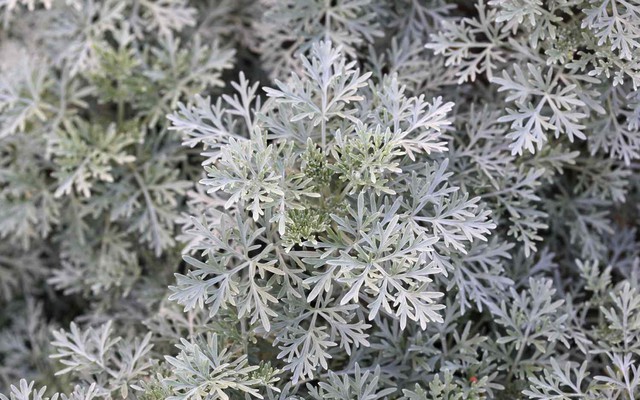 6 loại cây đuổi rắn, nên trồng trong nhà ngay