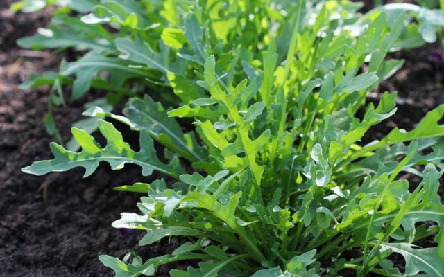 6 loại rau củ rất phù hợp để trồng ngay tại thời điểm này