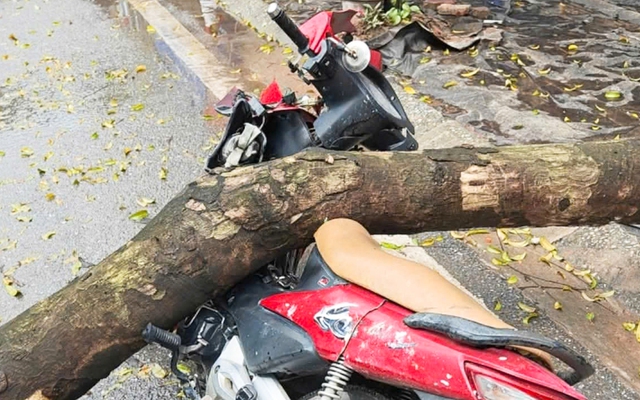 Cây xanh bật gốc đè trúng người đi xe máy ở Hà Nội