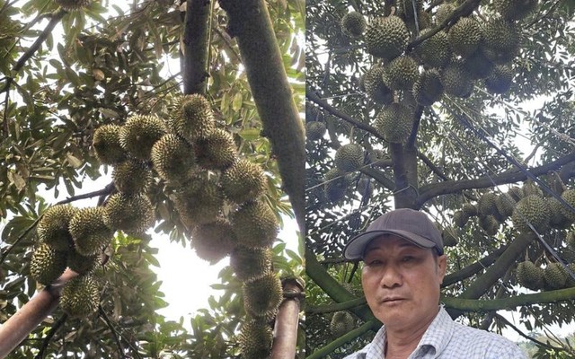 Người nông dân Đắk Lắk thu 15 tỷ/năm nhờ thứ quả 'ngửi thì nồng, ăn thì nghiện': Làm nông nghiệp tử tế, người Việt không thể nghèo